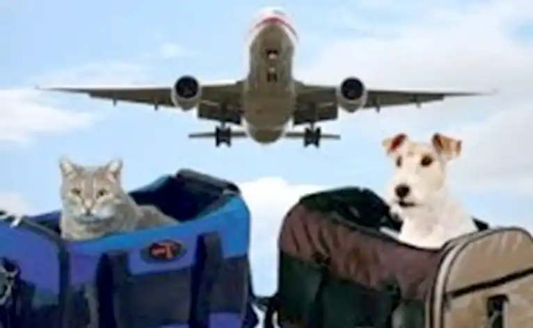 Transport